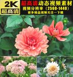 春天美景森林绿叶鲜花视频
