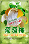 葡萄柚海报