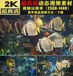 海底世界海洋主题婚礼晚会视频