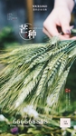 芒种节气海报