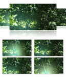 实拍绿色树林阳光穿越树叶缝隙
