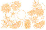 橙子手绘线条插画