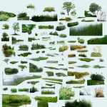 水生植物