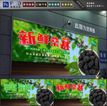 桑葚