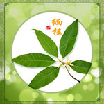 缅桂