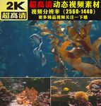 海底世界鱼群海藻实拍视频素材