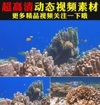 唯美蓝色海底世界鱼群海草视频