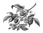 树莓覆盆子矢量线条素描插画