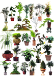 绿植盆栽免抠素材图