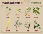 中草药手绘