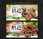 灵芝
