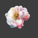 手绘花