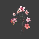 手绘花