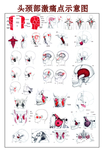 头颈部示意图