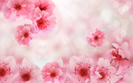 写实唯美粉色花朵装饰画玄关屏风