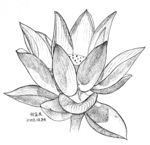 一朵荷花