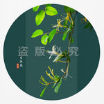 金银花
