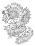 花卉2090520