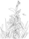 风中花草