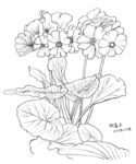 小野花1015