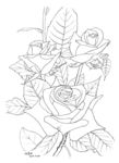月季花