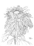 大菊花