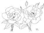 芙蓉花