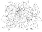 世界 明花