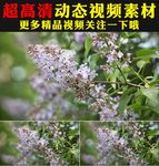 万物复苏鲜花花朵开放实拍视频