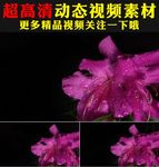 粉色杜鹃月季花瓣露水视频素材