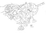 花朵