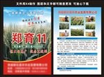 小麦种子宣传
