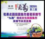 葡萄采摘节  葡萄节  葡萄
