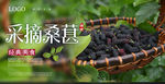 采摘桑葚海报