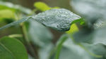 菩提树视频