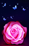 玫瑰花