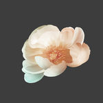 手绘花