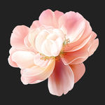 手绘花