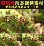 春天绿叶小草青草蝴蝶鲜花视频