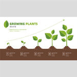 成长计划 植物生长过程发展规划