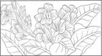 草本植物绘图