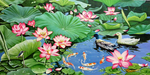 荷花油画