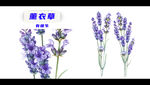 超高清薰衣草手绘细节插画