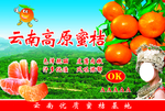 云南桔子