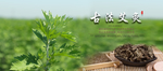 艾灸