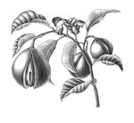 肉豆蔻素描线条白描插画