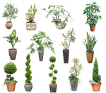 室内盆栽  室内绿植 植物