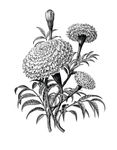 万寿菊素描线稿手绘插画素材