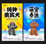 贵宾犬