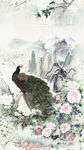 孔雀花朵